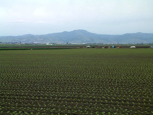 5. McFadden Rd-new lettuce, big artichokes- Salinas north side