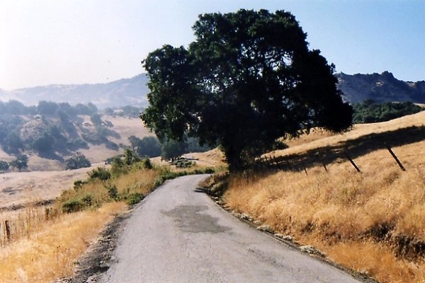 Hollister-road &amp; tree017
