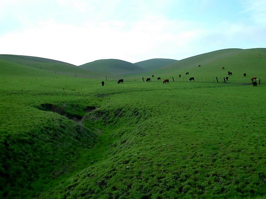 Tassajara Fields