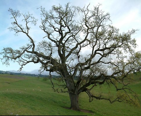 oak trees-Crane Ranch