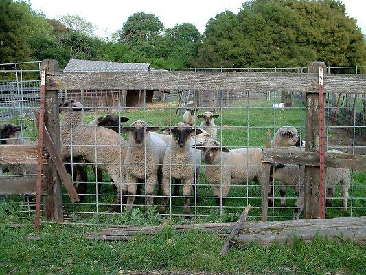 4. sheep-Crane Ranch