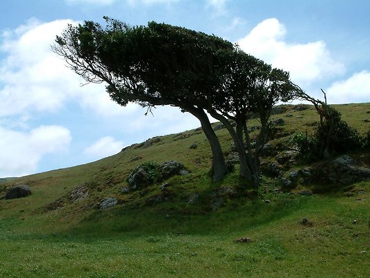 7. trees