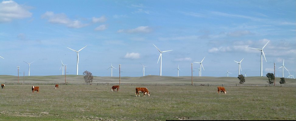 Windmill Pan 1