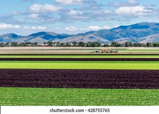 colorful-alternating-rows-green-purple-260nw-428755765.jpg